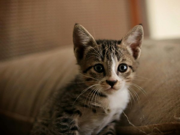 L'histoire inspirante d'un chien perdu retrouvé après des années