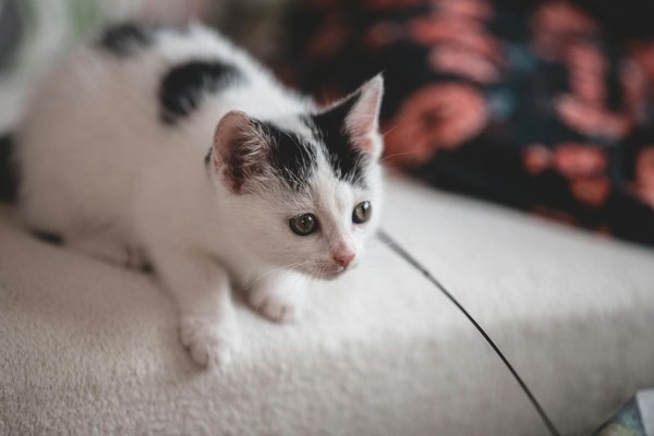 5 erreurs à éviter lors de l'utilisation de la litière pour chien