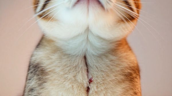 Guide pratique pour sélectionner une collerette chat post-opératoire