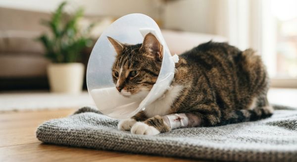 Guide pratique pour sélectionner une collerette chat post-opératoire